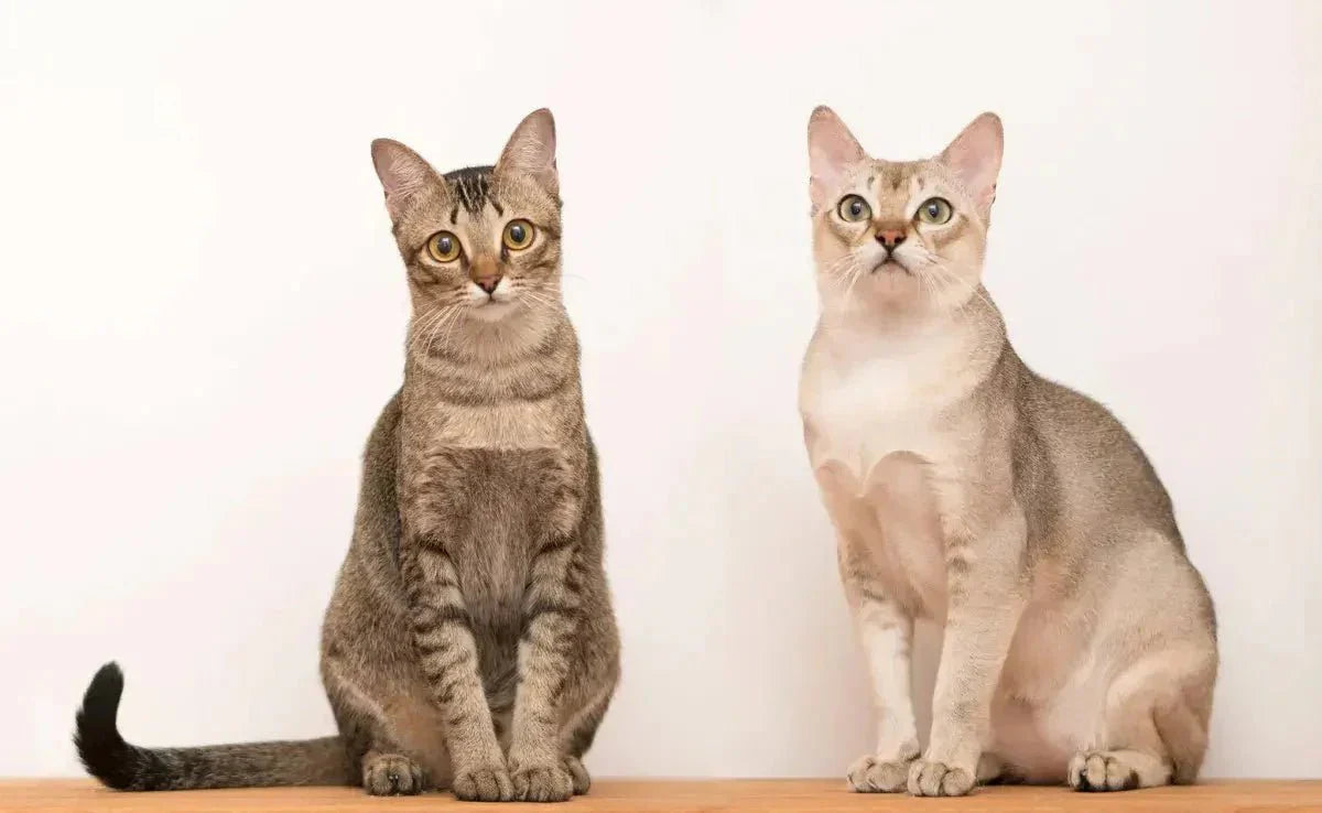 Gatos